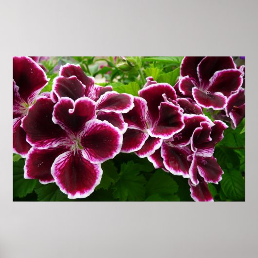 Regal Geranium Flowers Elegant Maroon Floral Lugga Poster (Voorkant)