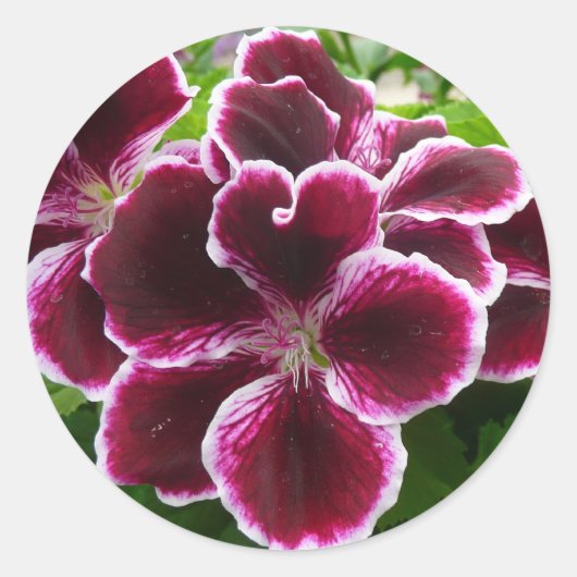 Regal Geranium Flowers Elegant Maroon Floral Lugga Ronde Sticker (Voorkant)