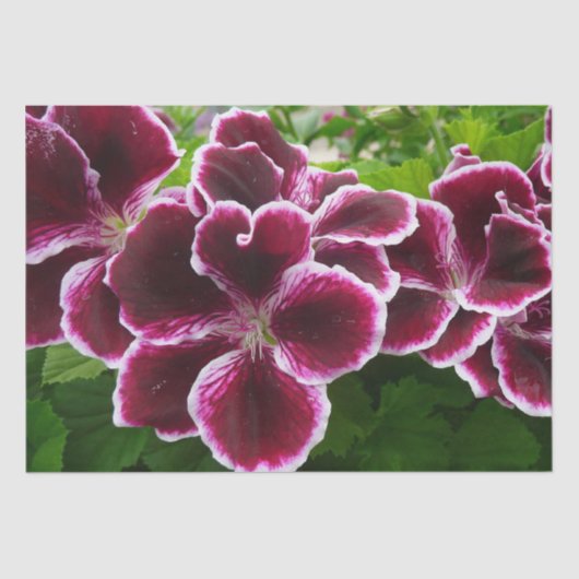 Regal Geranium Flowers Elegant Maroon Floral Lugga Tissuepapier (Voorkant)