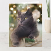 Regal Grey Cat met kerstverlichting Kaart (Voorkant)
