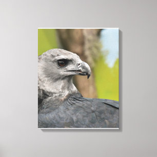 Regal Harpy Eagle Canvas Afdruk