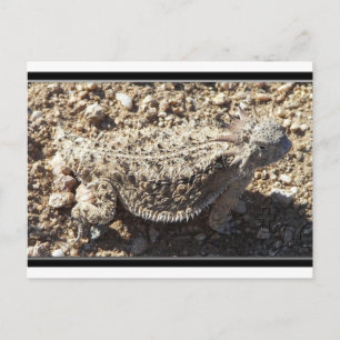 Regal Horned Lizard Briefkaart