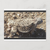 Regal Horned Lizard Briefkaart (Voorkant)
