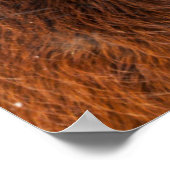 Regal IJslandse paarden Poster (Hoek)