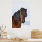 Regal IJslandse paarden Poster (Keuken)