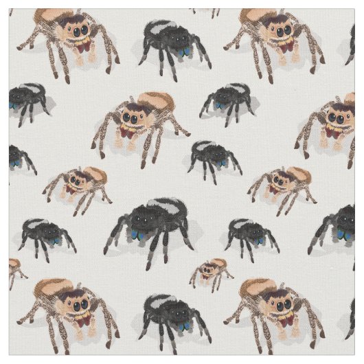 Regal Jumping Spider Phiddipus Regius White Stof (Close Up)