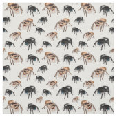 Regal Jumping Spider Phiddipus Regius White Stof (Swatch)