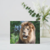 Regal Lion Briefkaart (Staand voorkant)