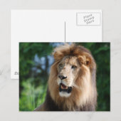 Regal Lion Briefkaart (Voorkant / Achterkant)