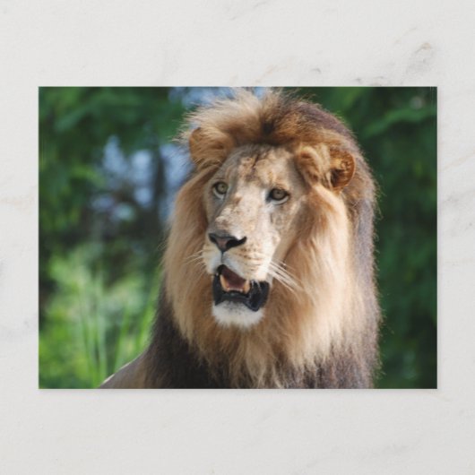 Regal Lion Briefkaart (Voorkant)