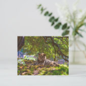 REGAL LION BRIEFKAART (Staand voorkant)
