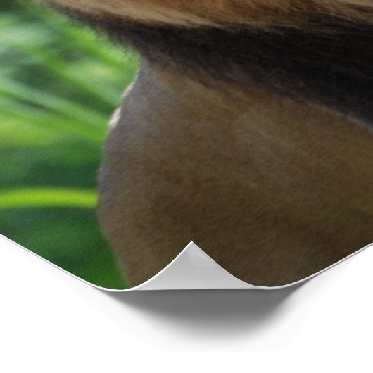 Regal Lion Poster (Hoek)