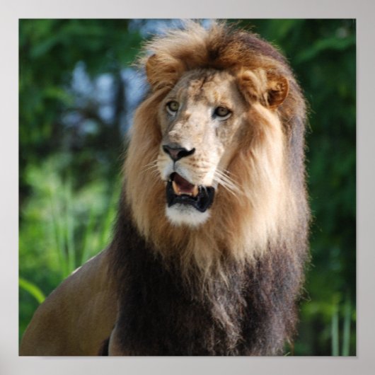 Regal Lion Poster (Voorkant)