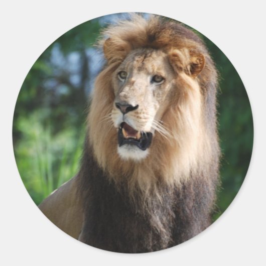 Regal Lion Sticker (Voorkant)