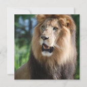 Regal Lion Uitnodigingen (Voorkant)
