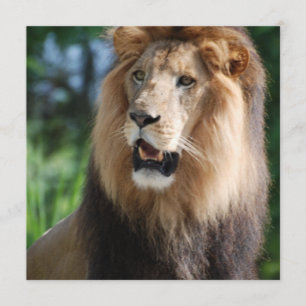 Regal Lion Uitnodigingen