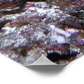 Regal Lionfish Poster (Hoek)