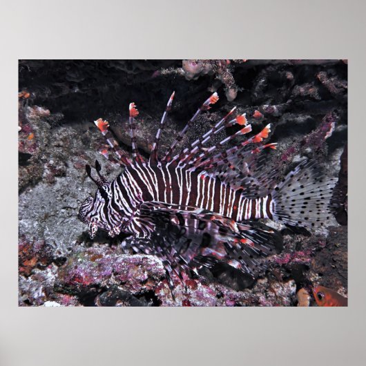 Regal Lionfish Poster (Voorkant)