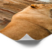 Regal Lions Poster (Hoek)