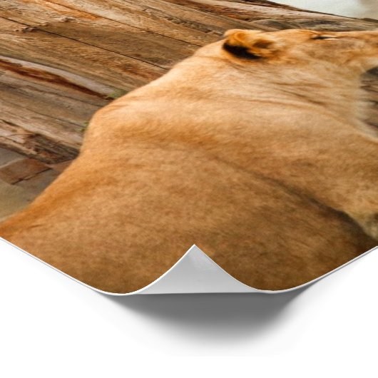 Regal Lions Poster (Hoek)