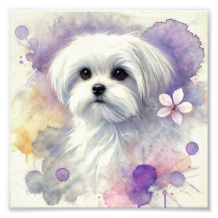 Regal Maltese Waterverf Print Foto Afdruk