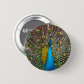 Regal Peacock Bird met Blauwgroen en Gold Plumage Ronde Button 5,7 Cm (Voorkant /achterkant)