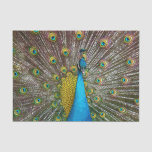 Regal Peacock Bird met Blauwgroen en Gold Plumage Tissuepapier