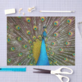 Regal Peacock Bird met Blauwgroen en Gold Plumage Tissuepapier (Craft)