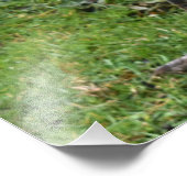 Regal Peacock Power Foto Afdruk (Hoek)