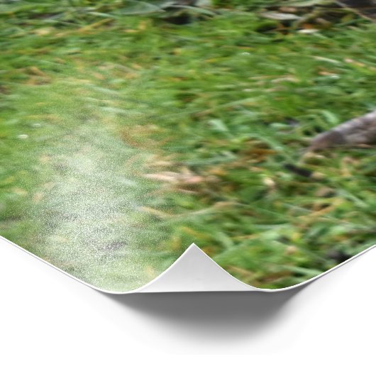 Regal Peacock Power Foto Afdruk (Hoek)