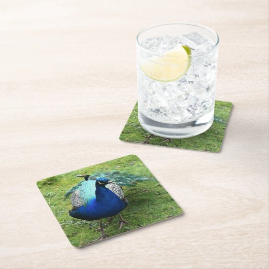 Regal Peacock Power Kartonnen Onderzetters (Insitu)