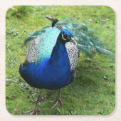 Regal Peacock Power  Kartonnen Onderzetters (Voorkant)
