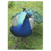 Regal Peacock Power Klembord (Achterkant)