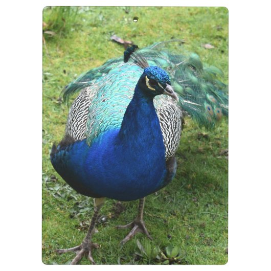 Regal Peacock Power Klembord (Achterkant)