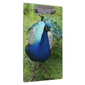 Regal Peacock Power Klembord (Rechts)