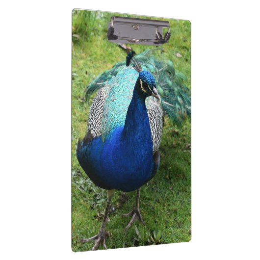 Regal Peacock Power Klembord (Rechts)