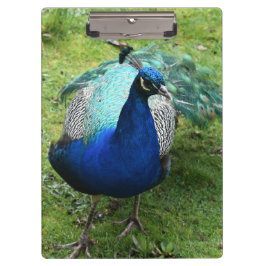 Regal Peacock Power Klembord