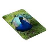 Regal Peacock Power Magneet (Rechterzijde)
