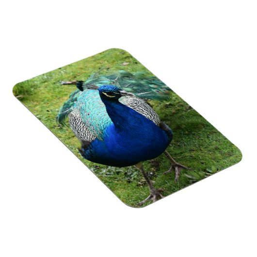 Regal Peacock Power Magneet (Rechterzijde)