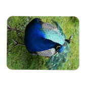 Regal Peacock Power Magneet (Horizontaal)