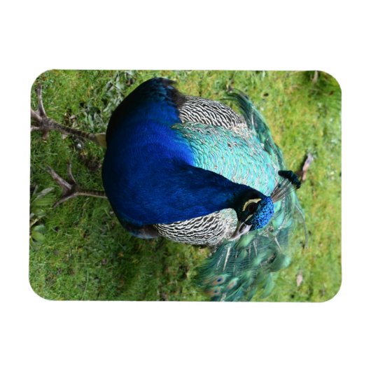 Regal Peacock Power Magneet (Horizontaal)