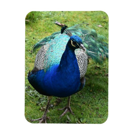 Regal Peacock Power Magneet (Verticaal)
