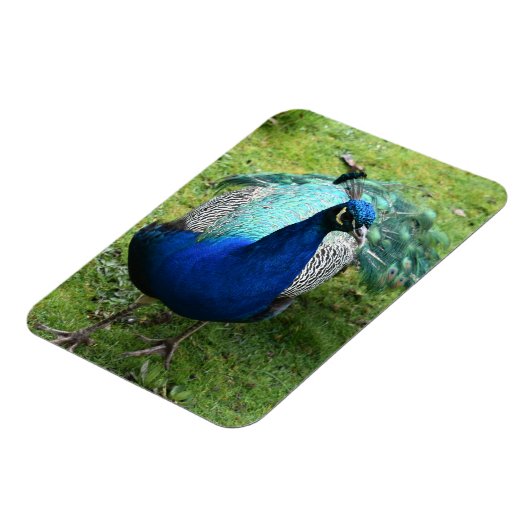 Regal Peacock Power Magneet (Linkerzijde)