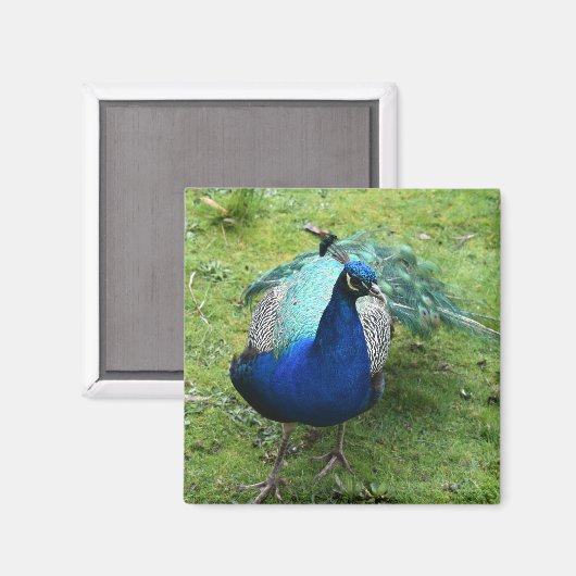 Regal Peacock Power Magneet (Voorkant / Achterkant)