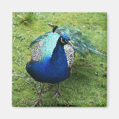 Regal Peacock Power Magneet (Voorkant)