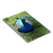 Regal Peacock Power Notitieboek (Rechterzijde)