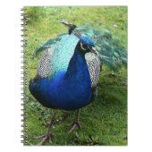Regal Peacock Power Notitieboek (Voorkant)