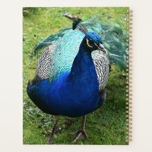 Regal Peacock Power Planner (Achterkant)