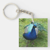 Regal Peacock Power  Sleutelhanger (voorkant)