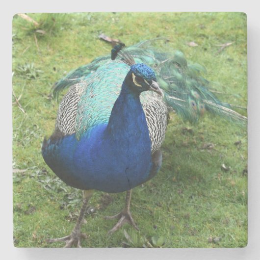 Regal Peacock Power Stenen Onderzetter (Voorkant)